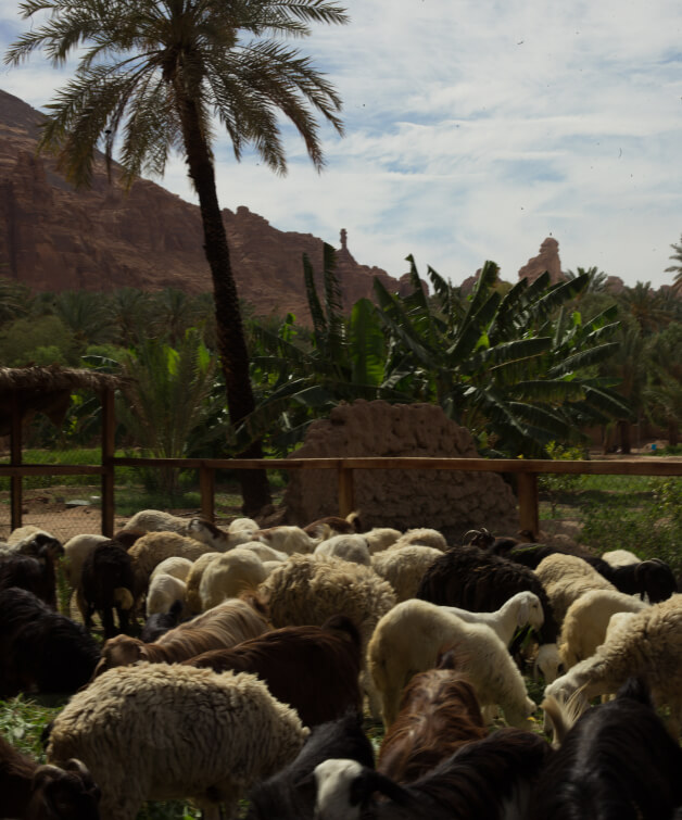 sheep