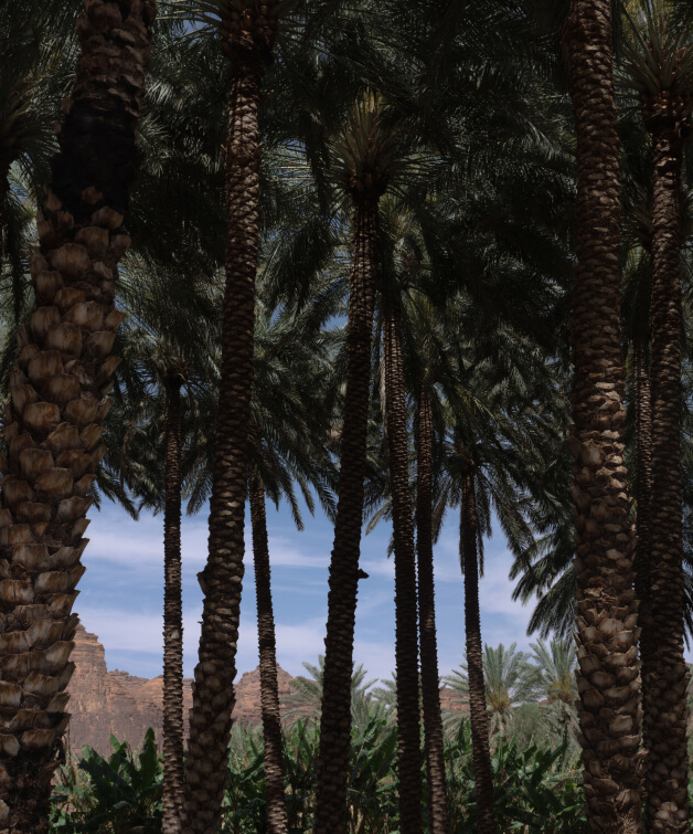 trees